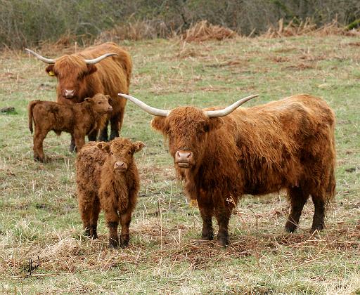 Highland Cattle 9Y316D-055.JPG